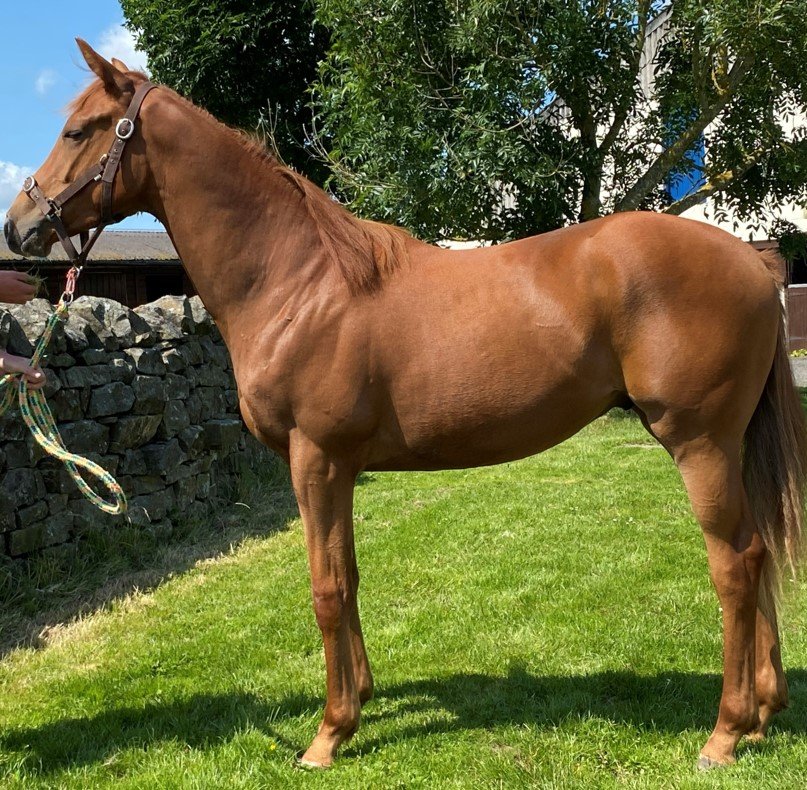Yearling by Top Trip 1