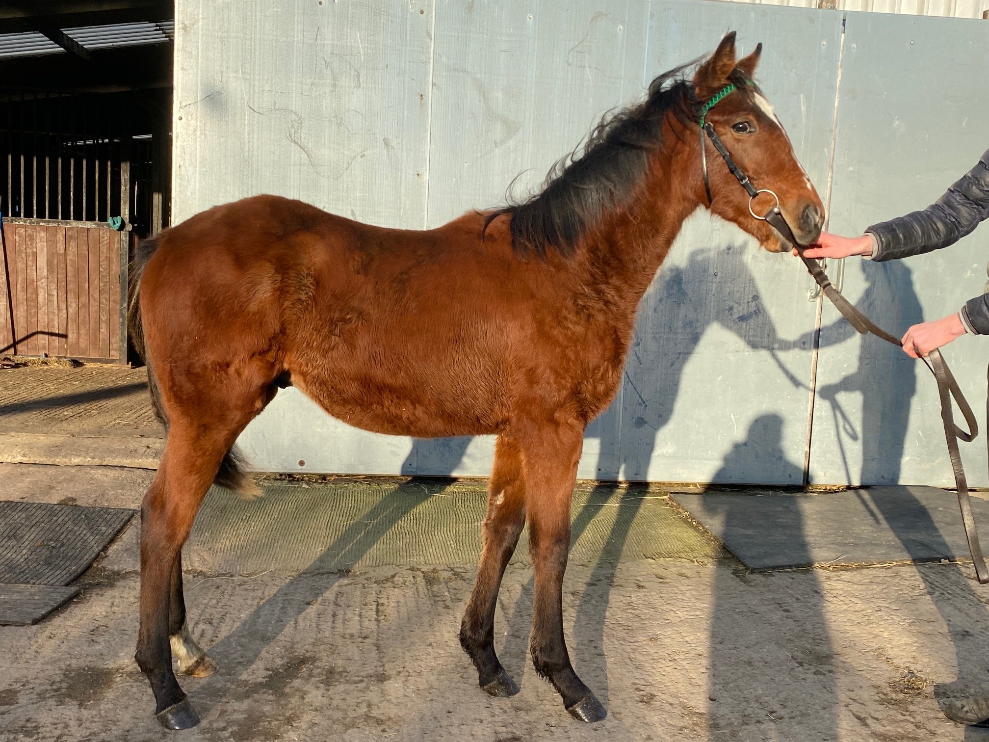 Colt out of Morning with Ivan