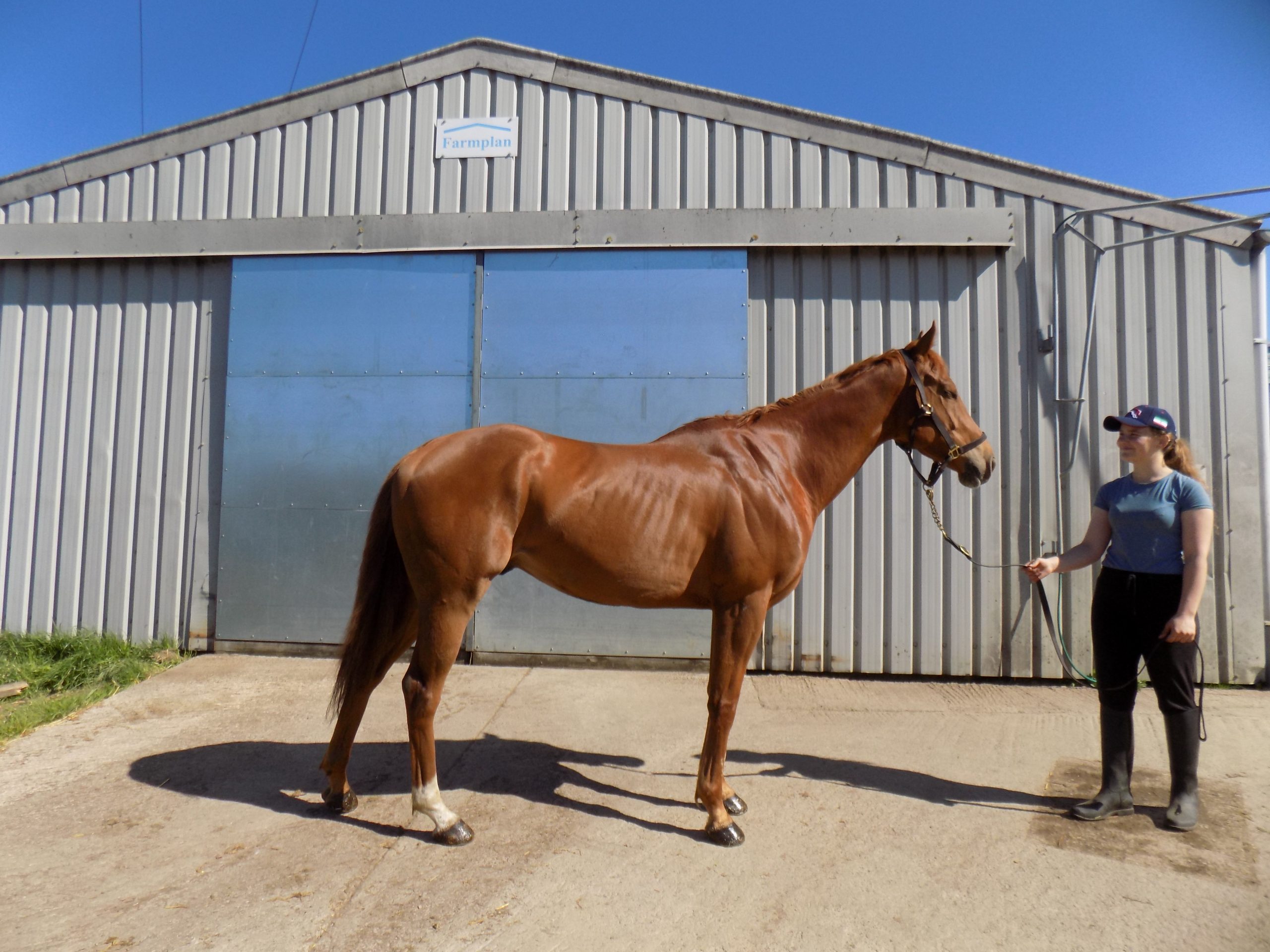 Redesdale Rebel
