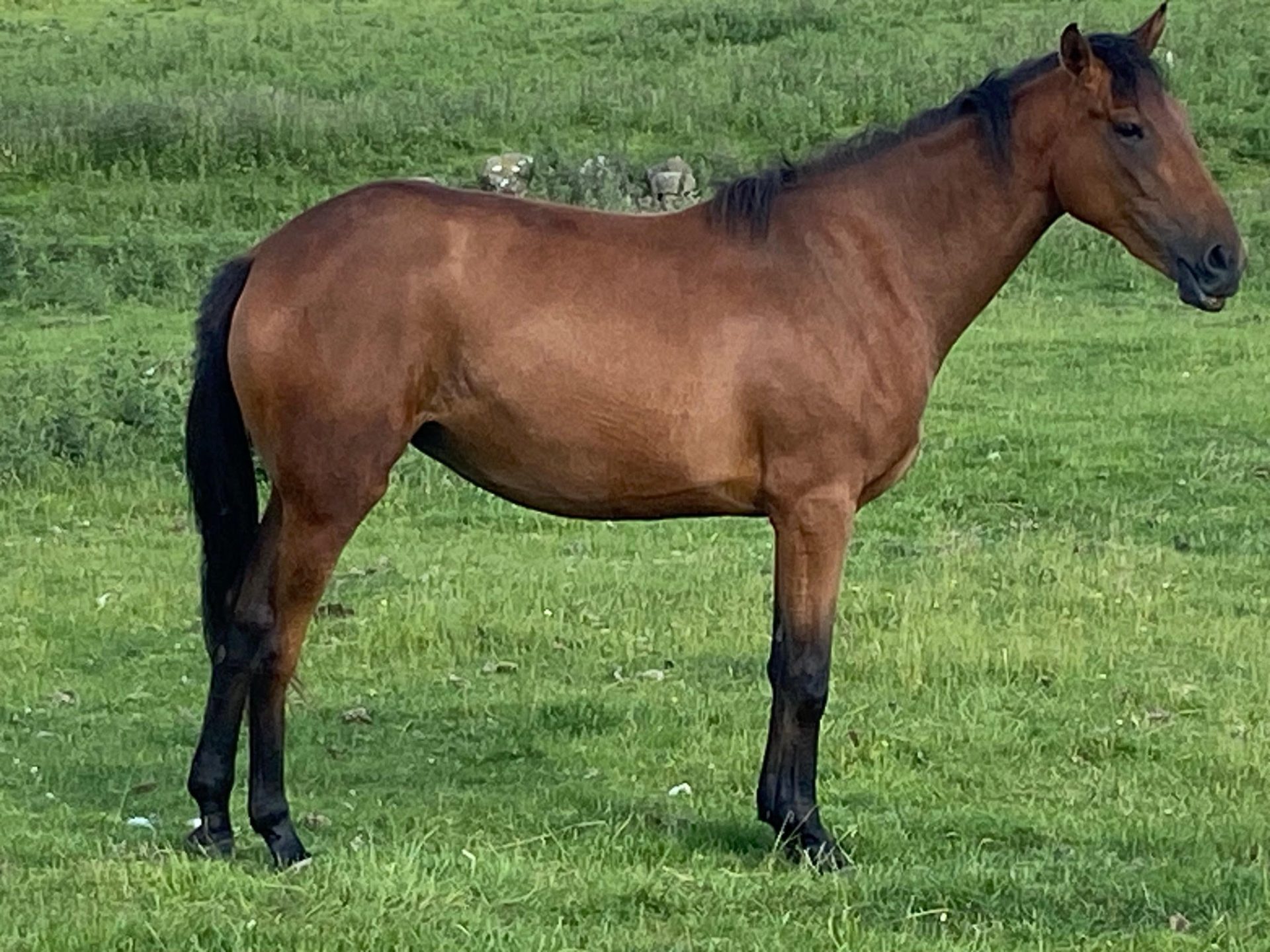 Ex Bahrikate 1